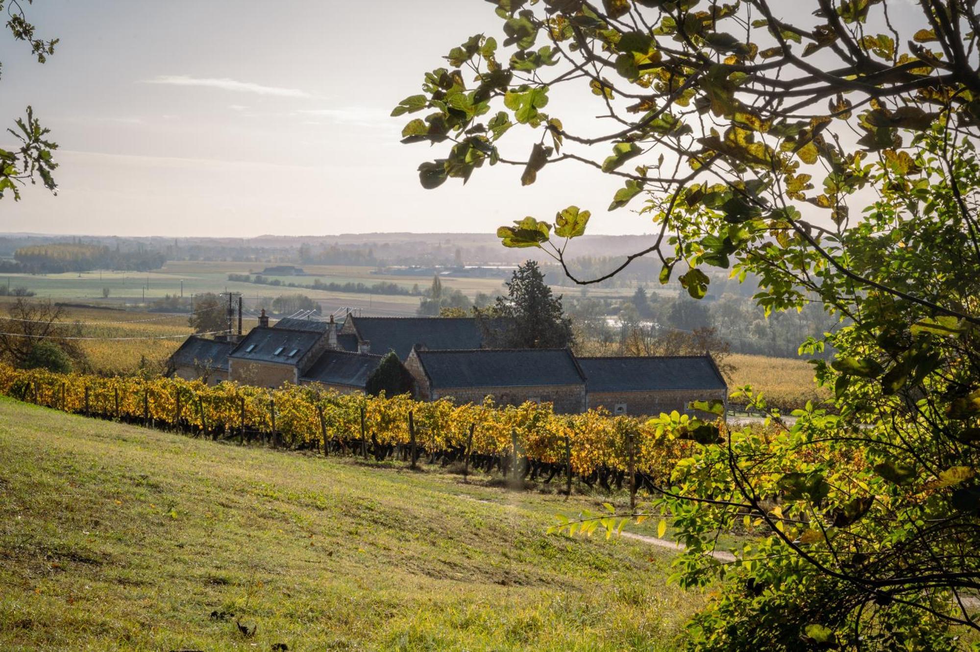 Domaine Beausejour Bed and Breakfast Panzoult Eksteriør billede